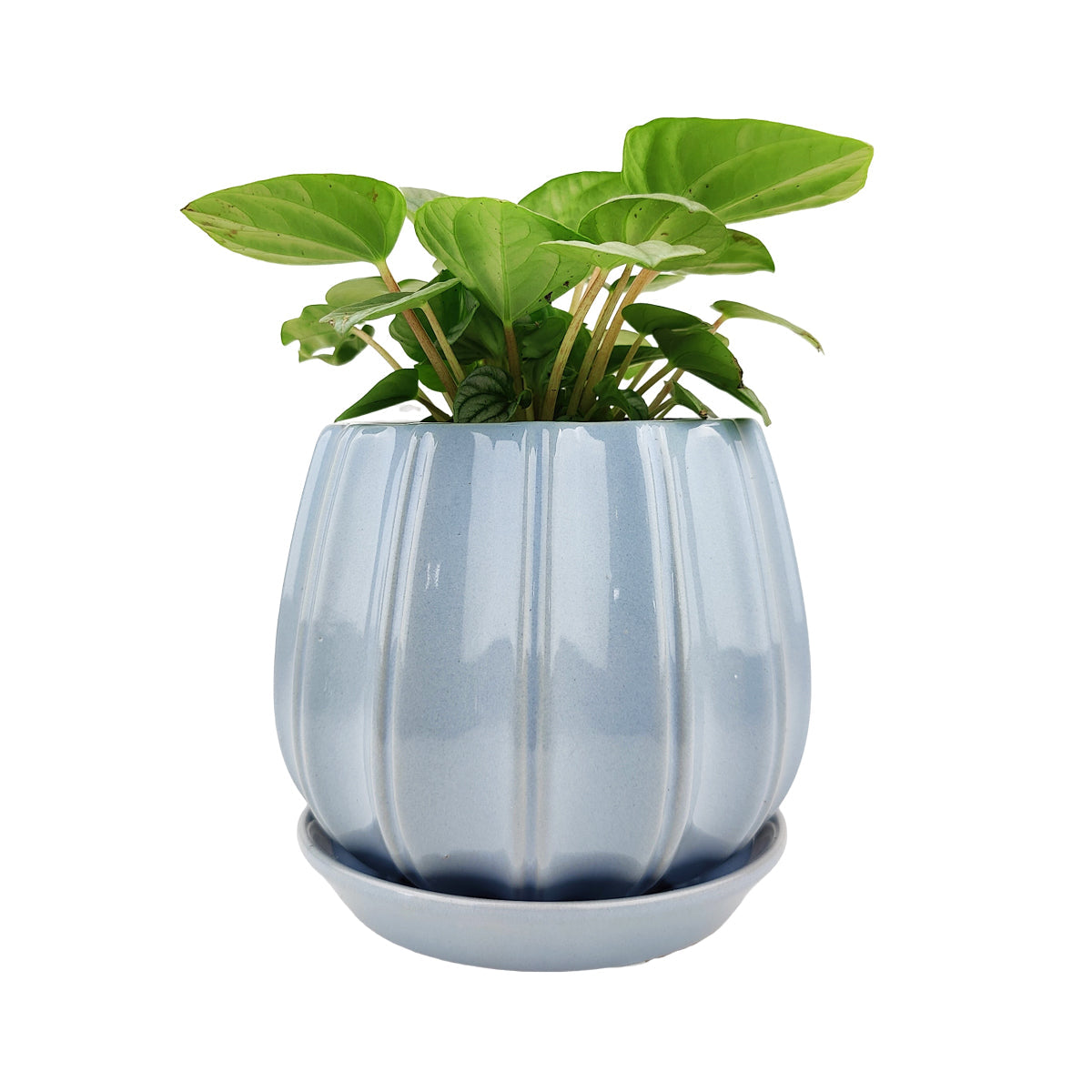 6 inch Blue Glazed Ceramic Contour Planter