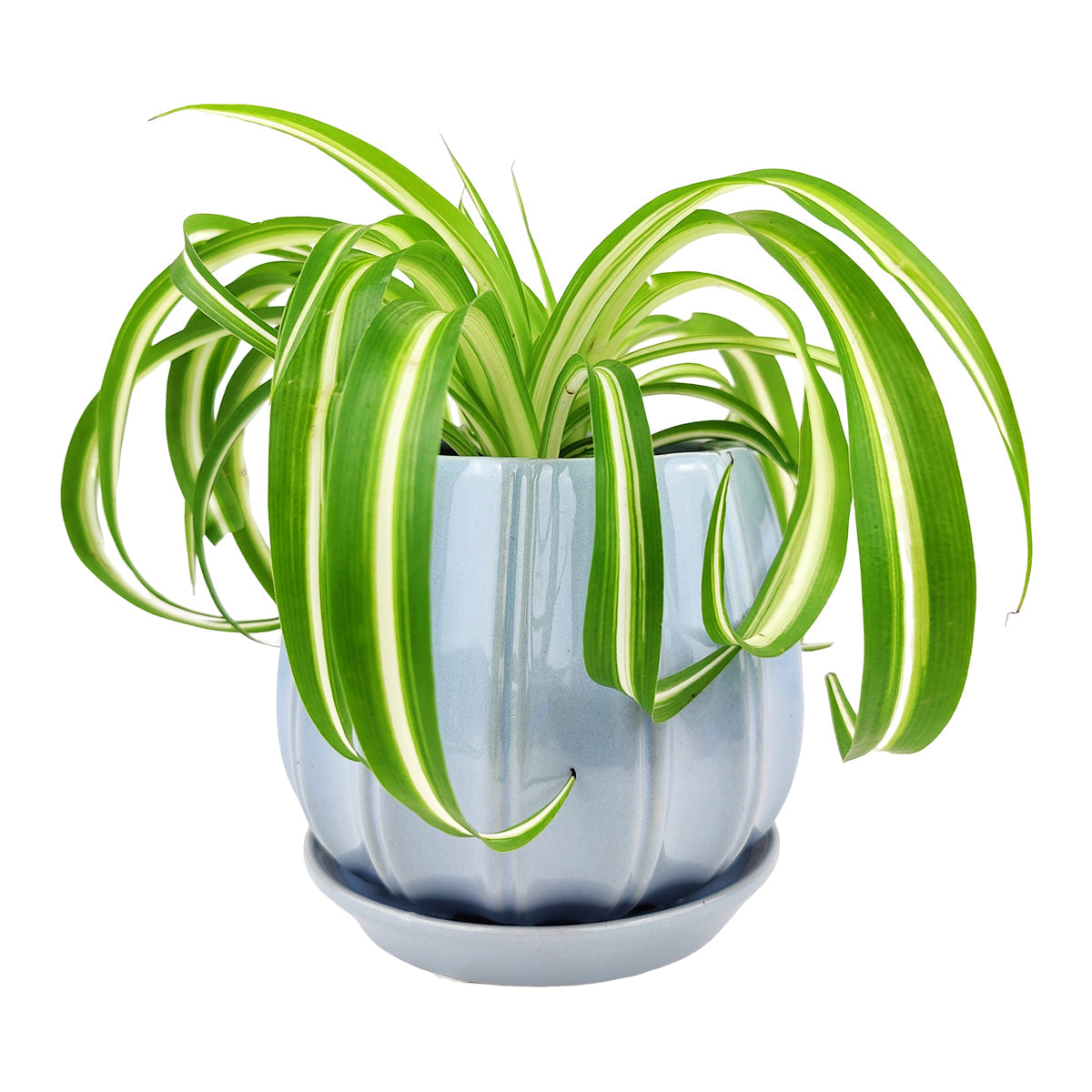 6 inch Blue Glazed Ceramic Contour Planter