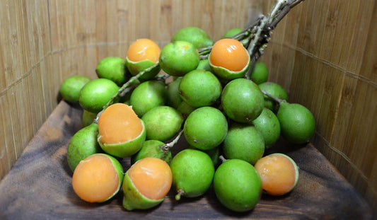 Mamoncillo Tree from Seedling, Spanish Lime
