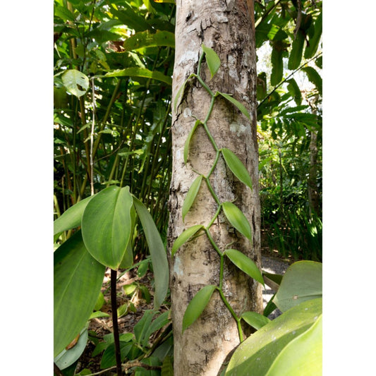 Vanilla Bean Orchid | Vanilla planifolia | Tropical Climbing Vine for Gourmet Vanilla Beans