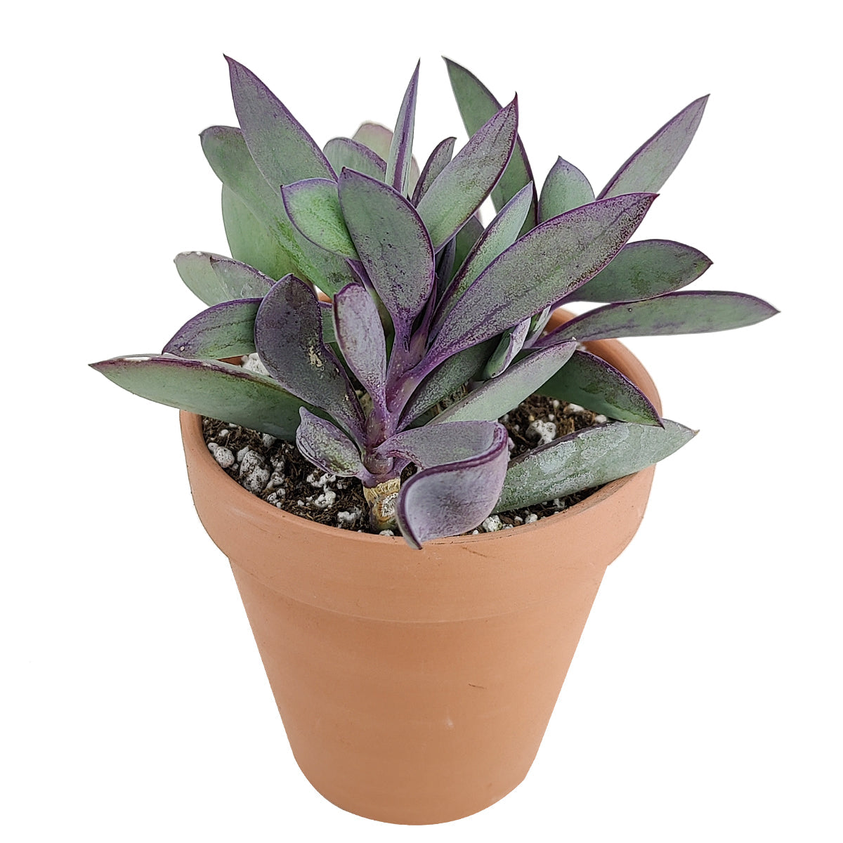 Vertical Leaf Senecio
