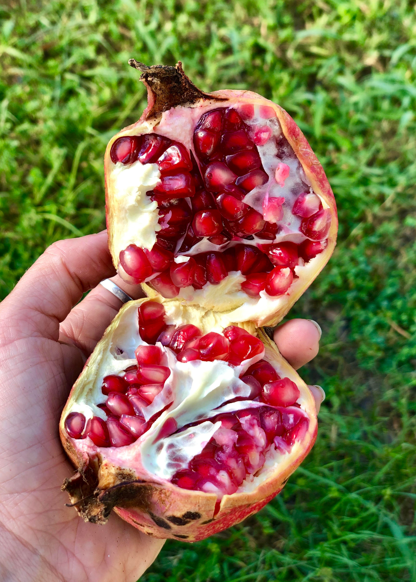 where to buy pomegranate seeds to plant Pomegranate 'Vietnamese Pink' (Punica granatum) – Lovehopegrow