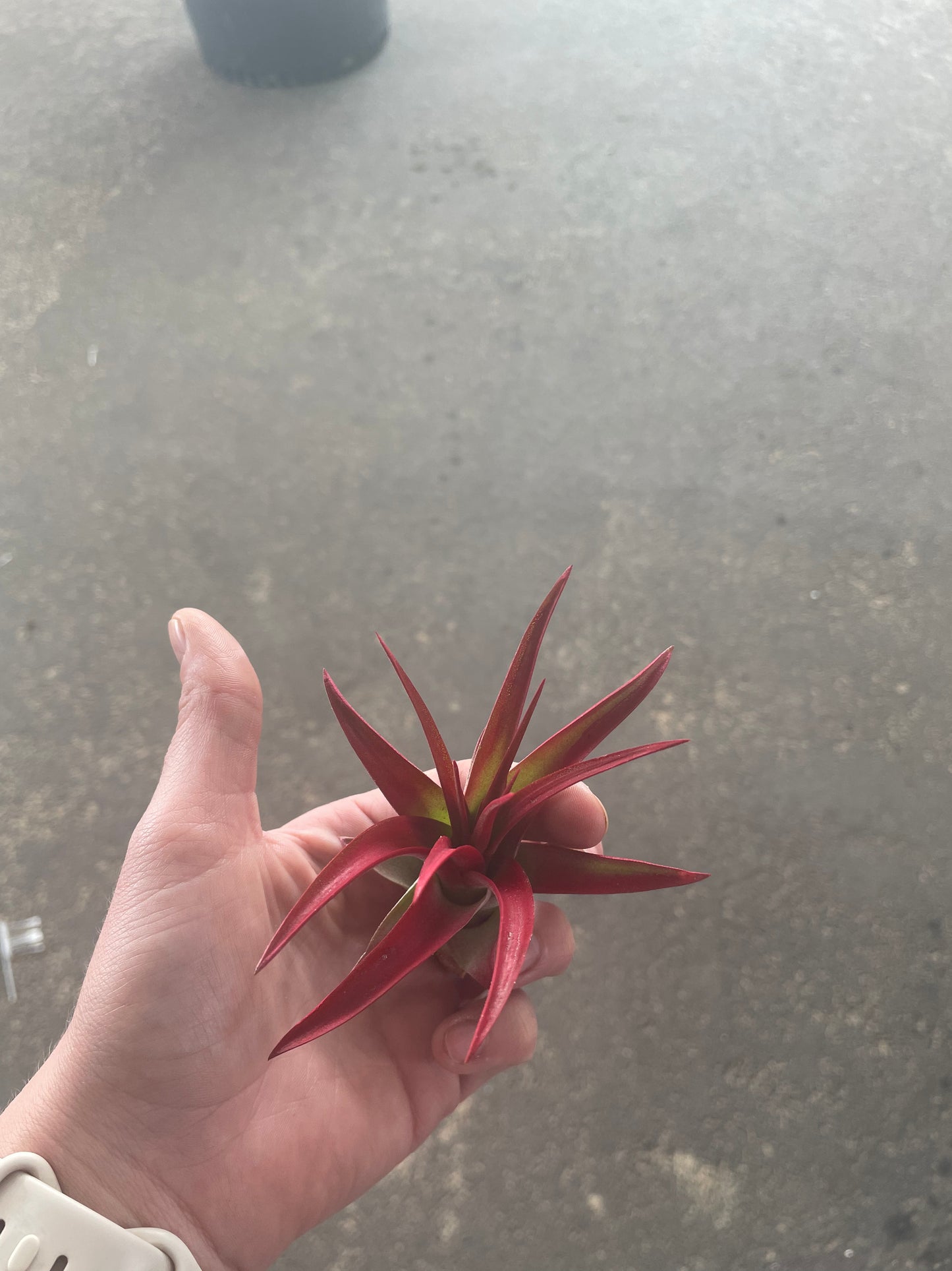 Abdita Tillandsia Air Plant