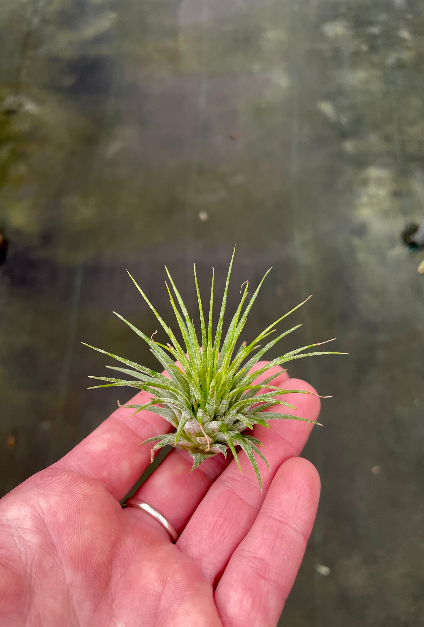 Ionantha Guatemalen