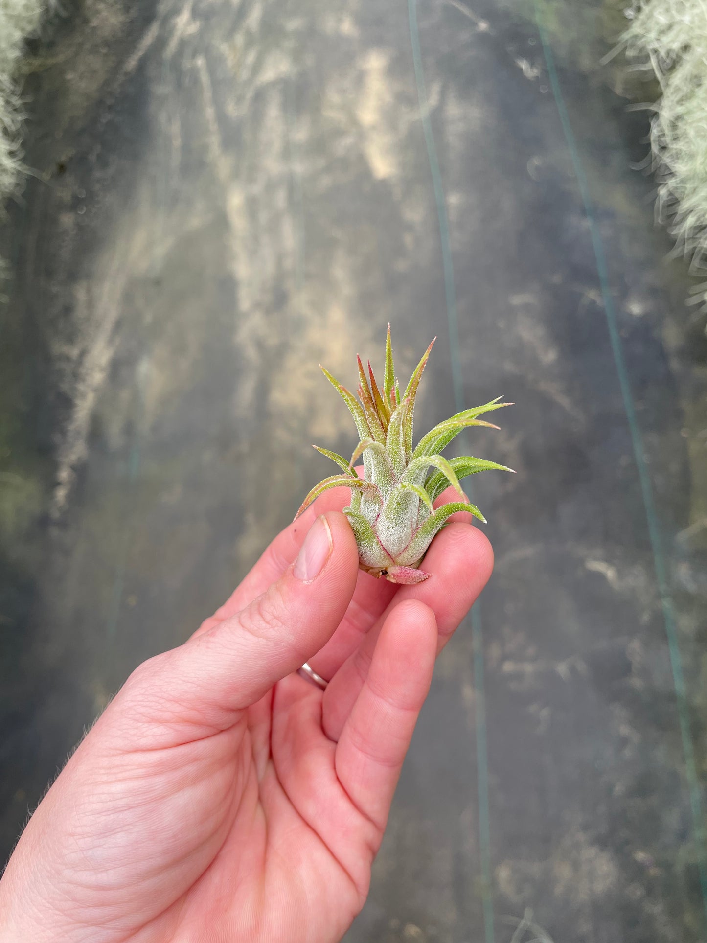 Ionantha Mexican