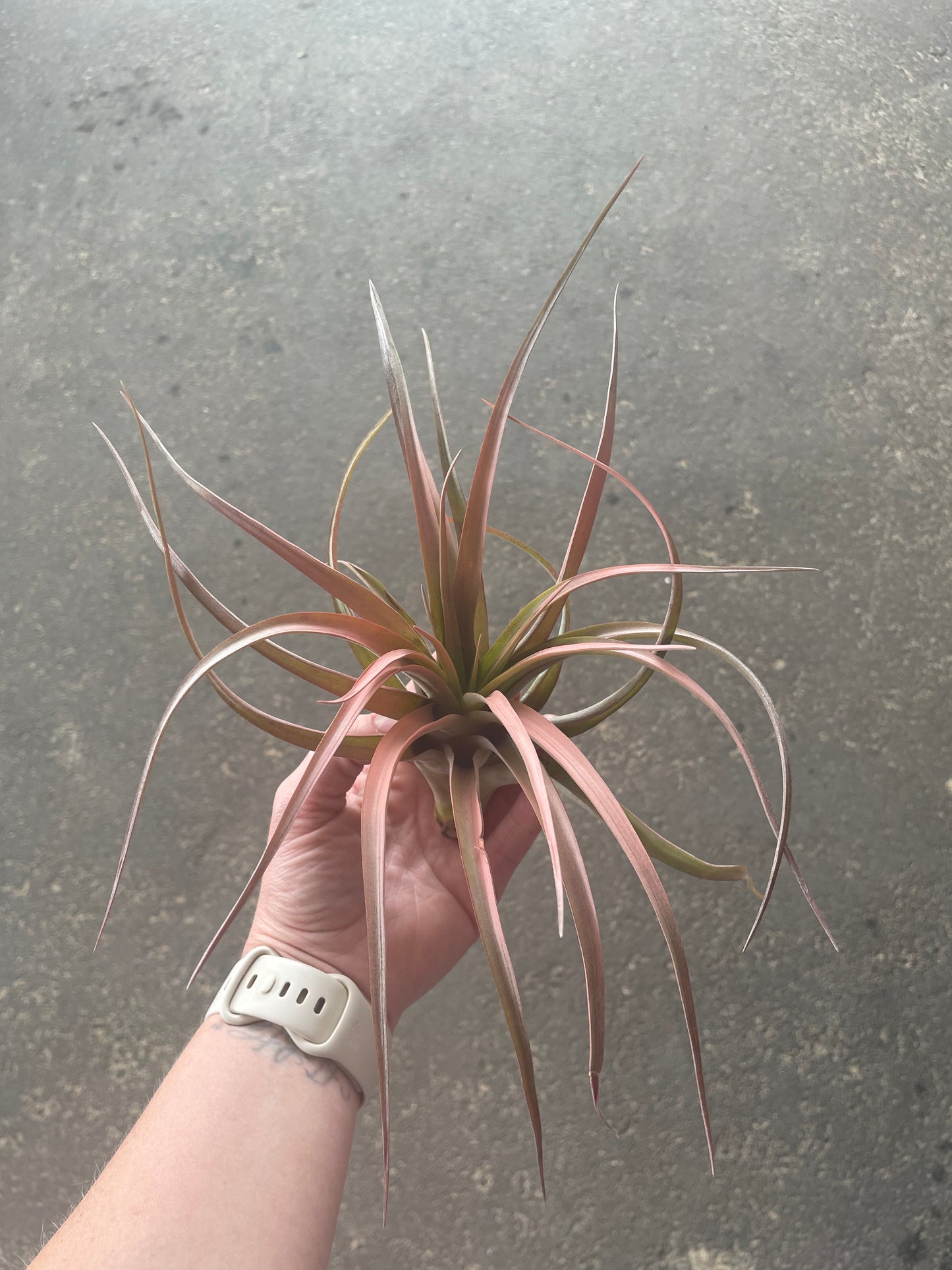 Capitata Peach