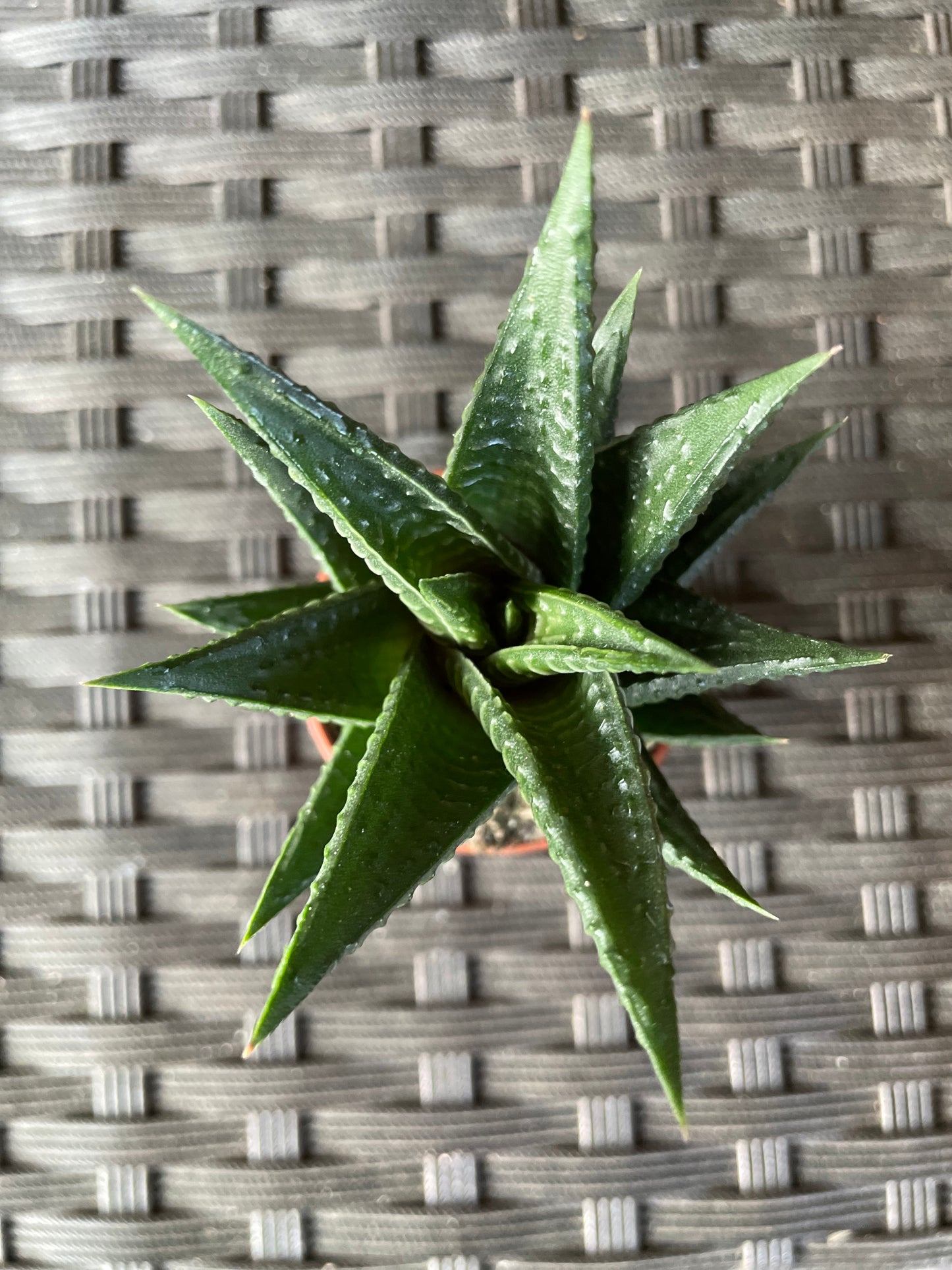 Haworthia assorted