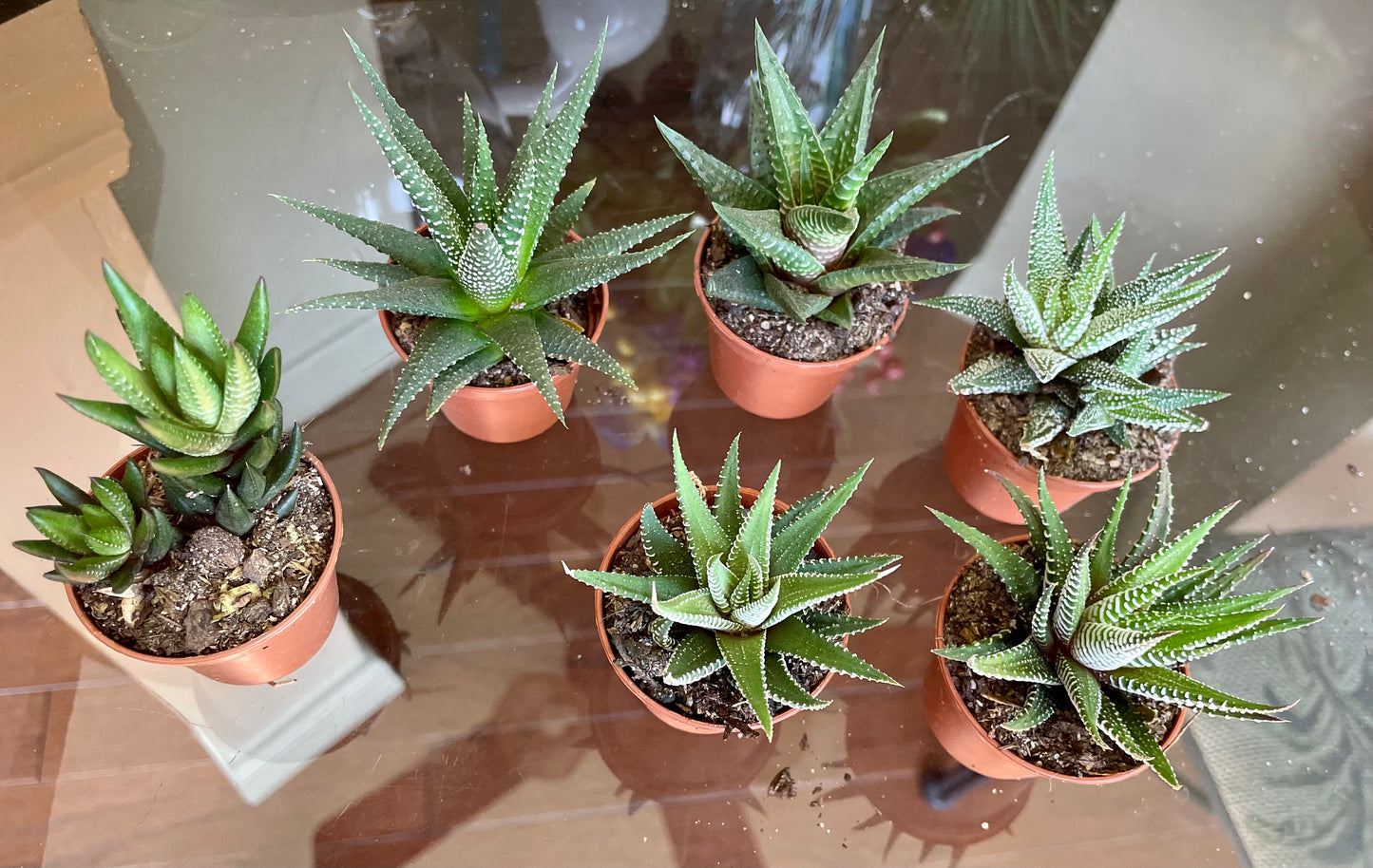 Haworthia assorted
