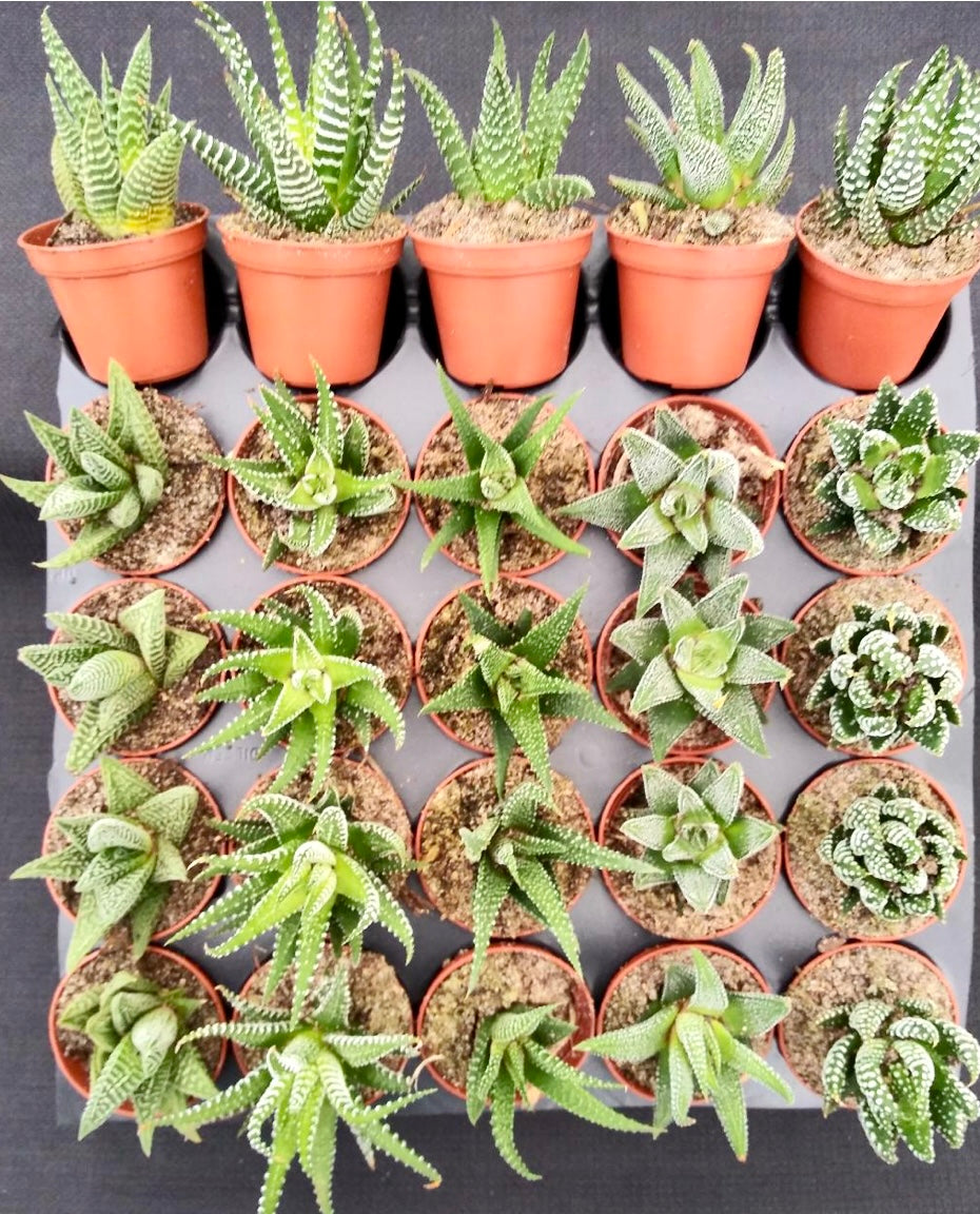 Haworthia assorted