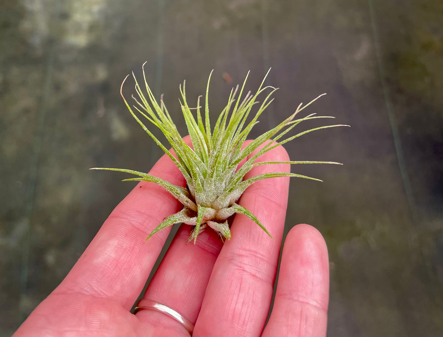 Ionantha Guatemalen
