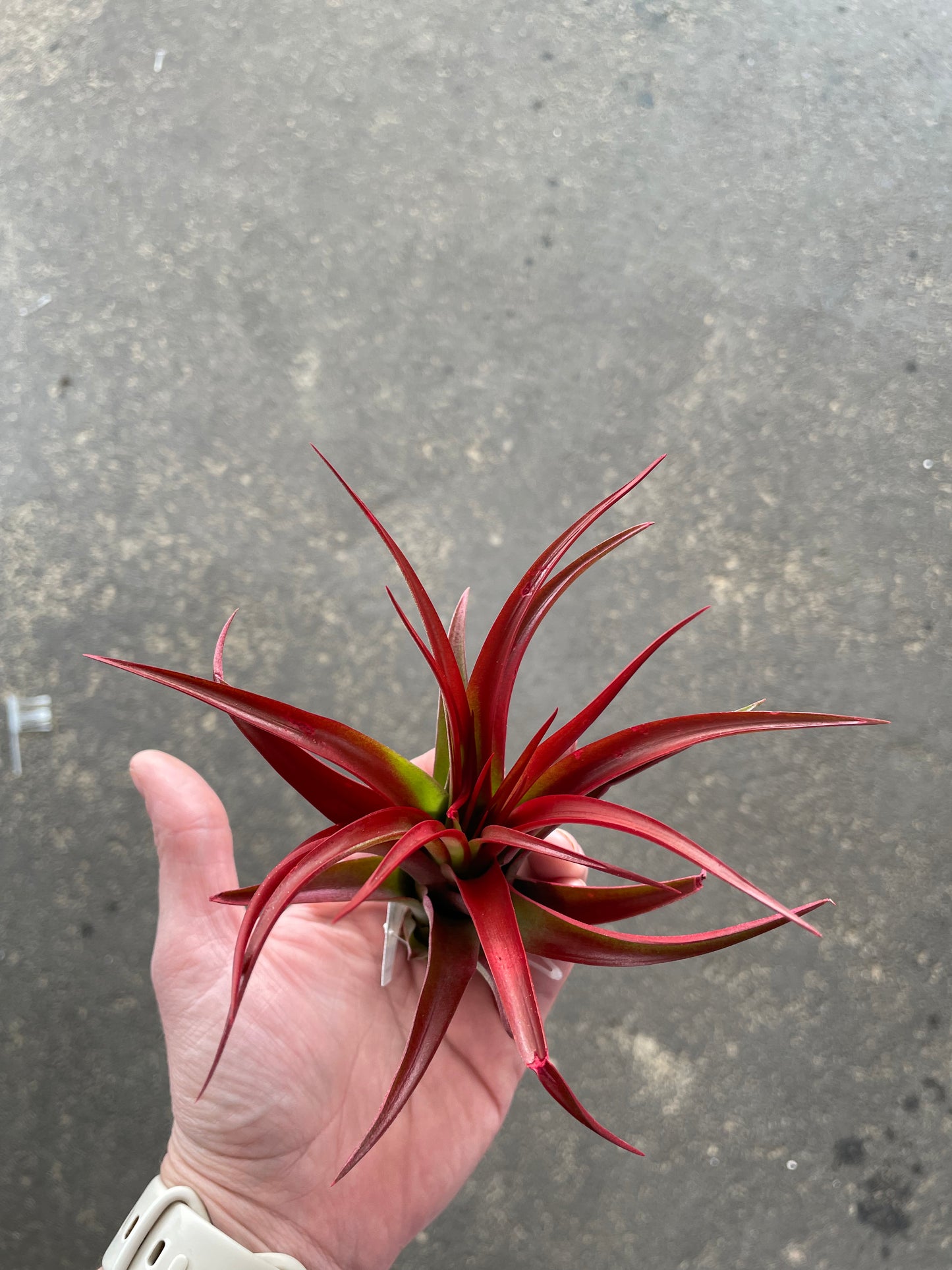 Abdita Tillandsia Air Plant