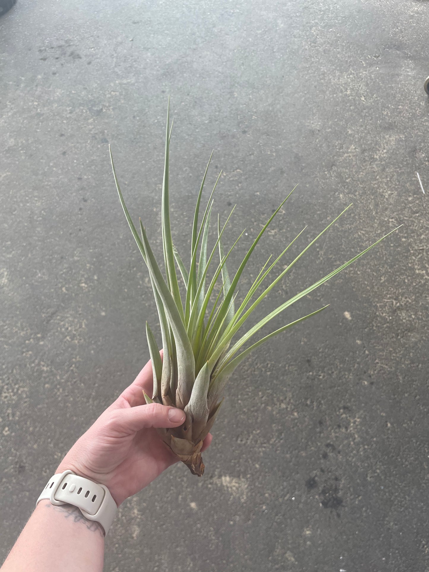 Fasciculata