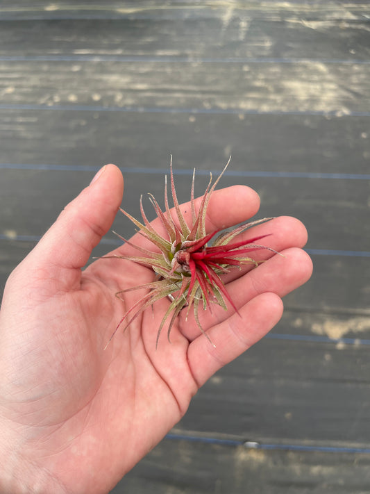 Ionantha Fuego