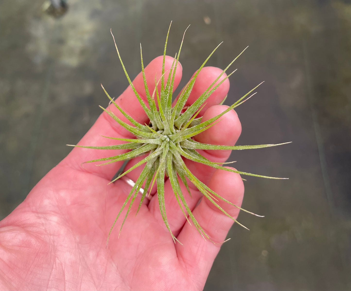 Ionantha Guatemalen