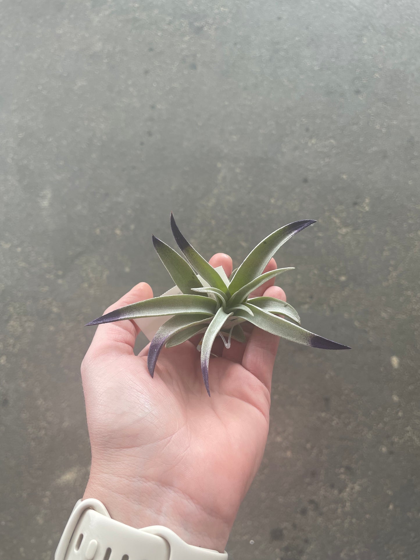 Harrisii