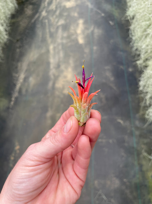 Ionantha Mexican