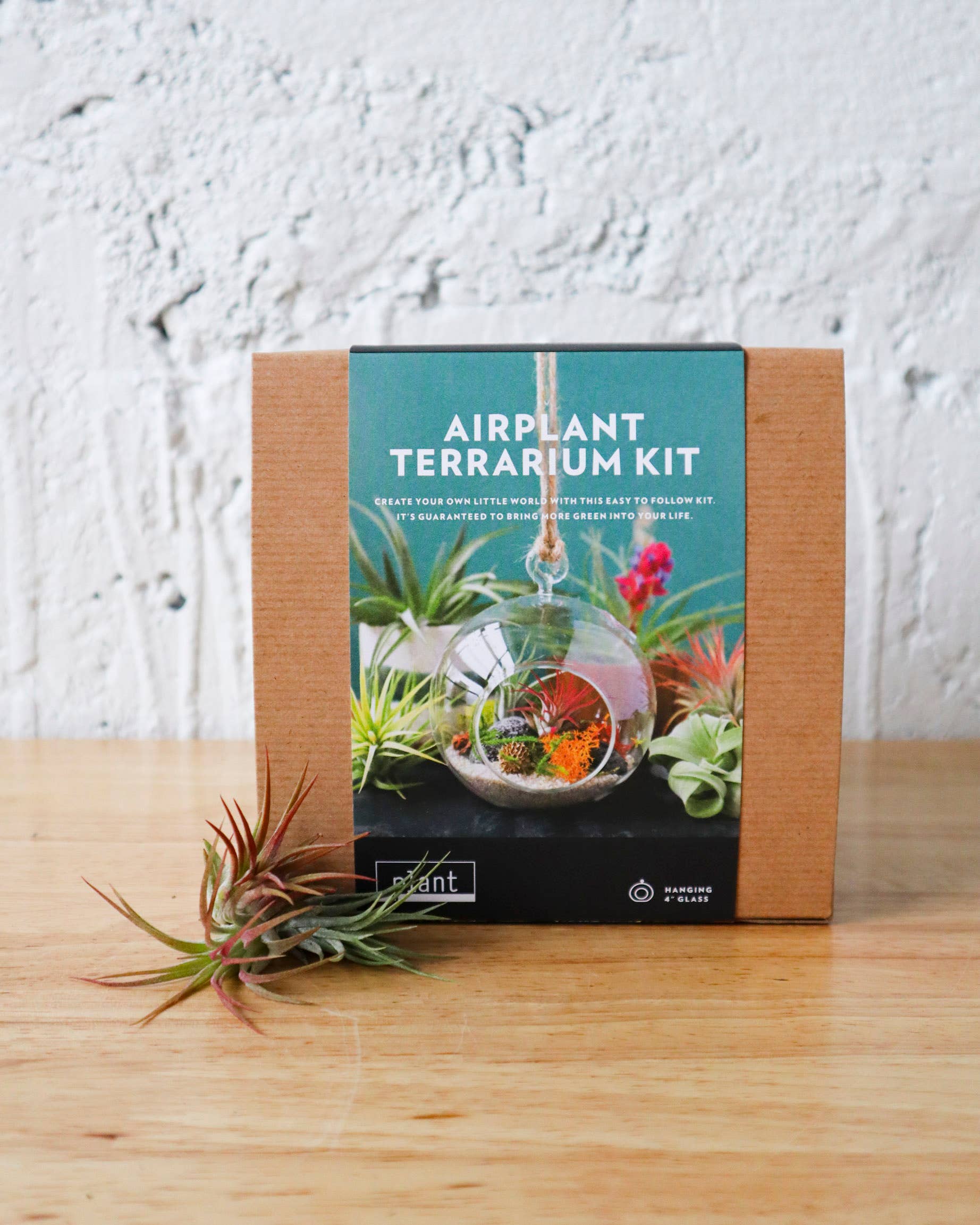 Terrarium Kit : Hanging Airplant – Lovehopegrow