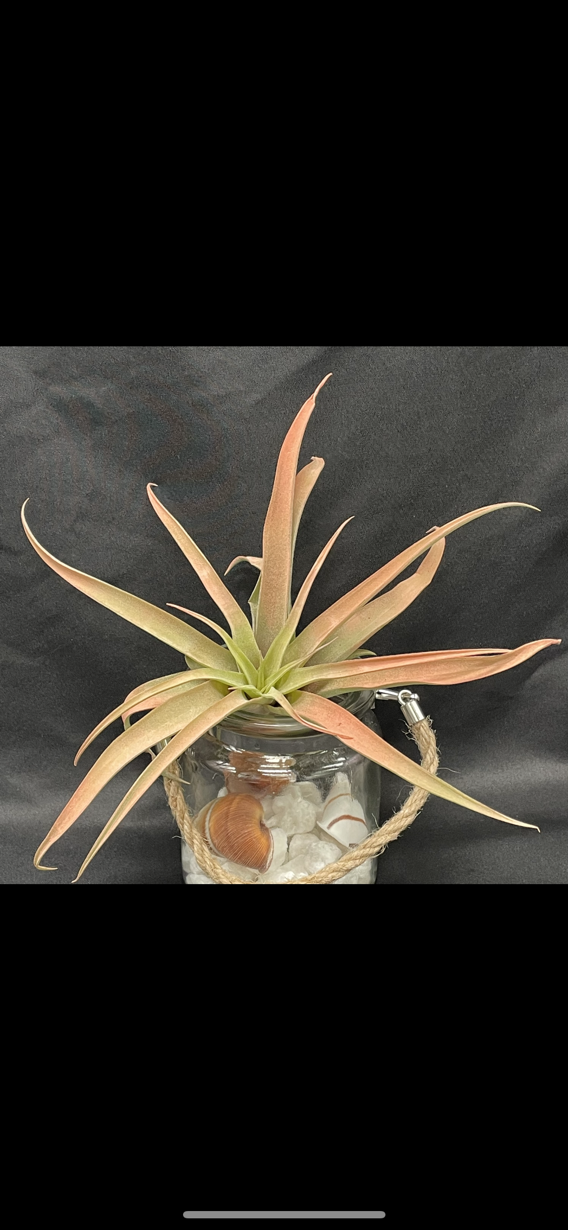 Capitata Peach