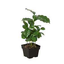 Coffea Arabica