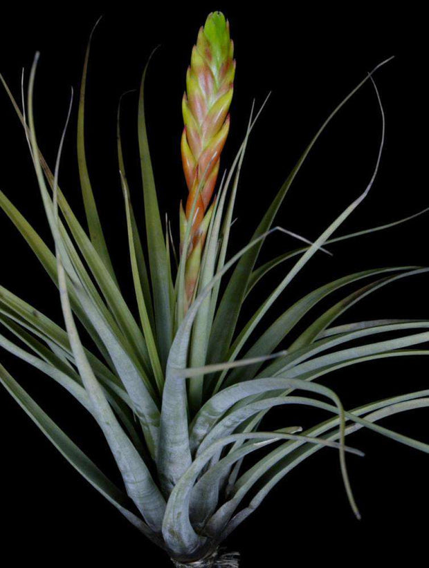 Fasciculata