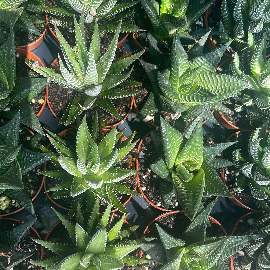 Haworthia assorted