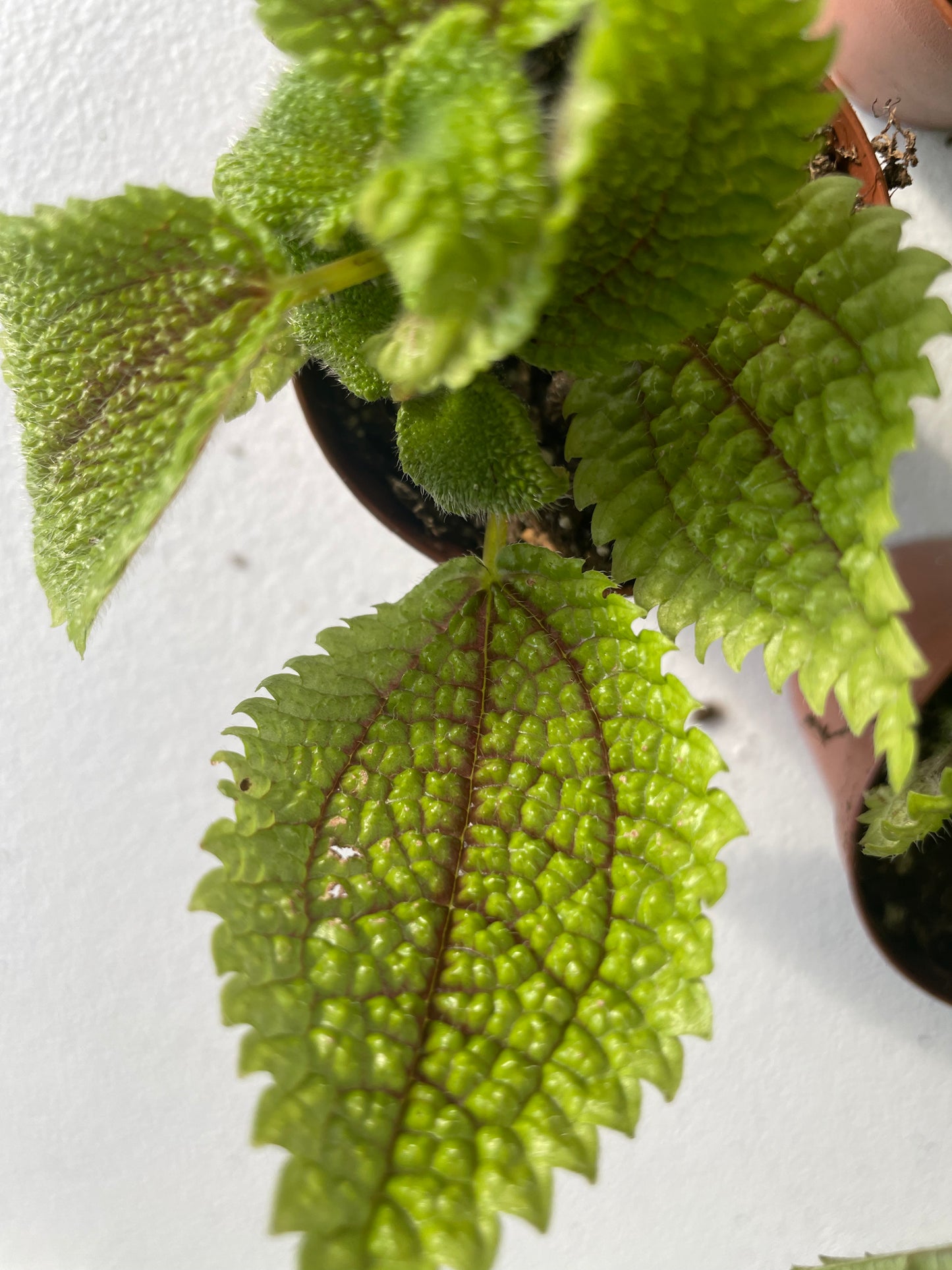 Pilea Mollis