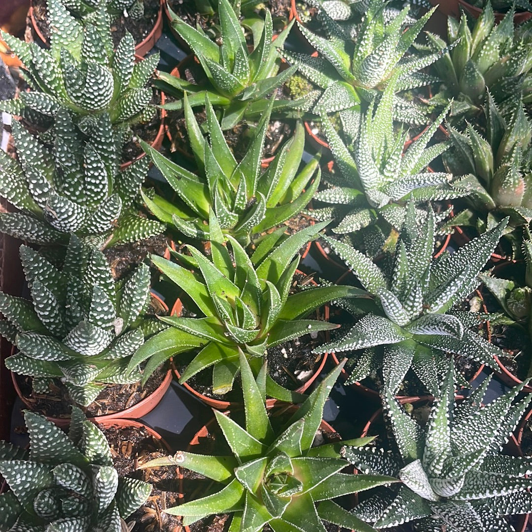 Haworthia assorted