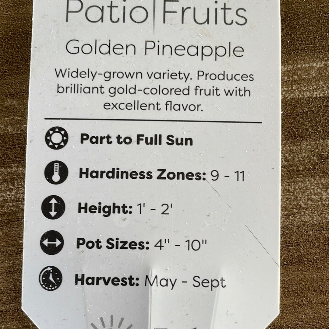 Patio Fruits 1