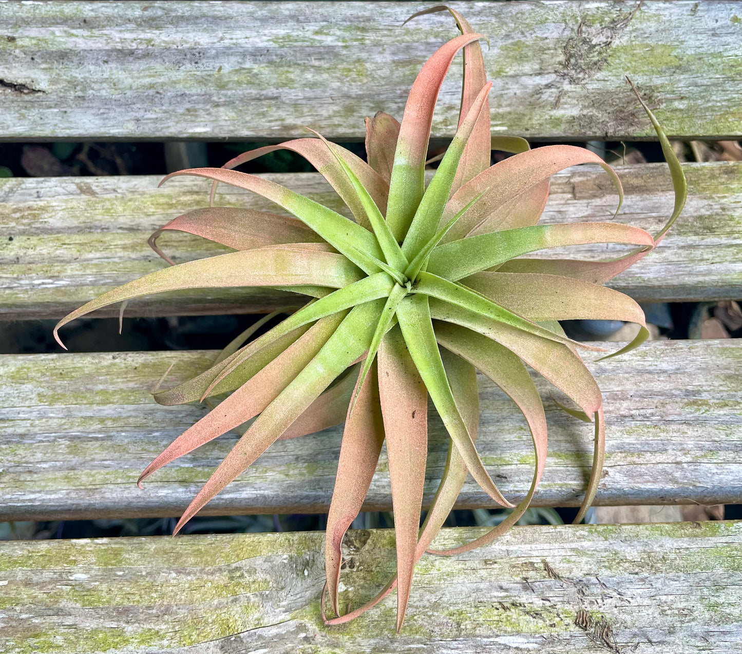 Capitata Peach