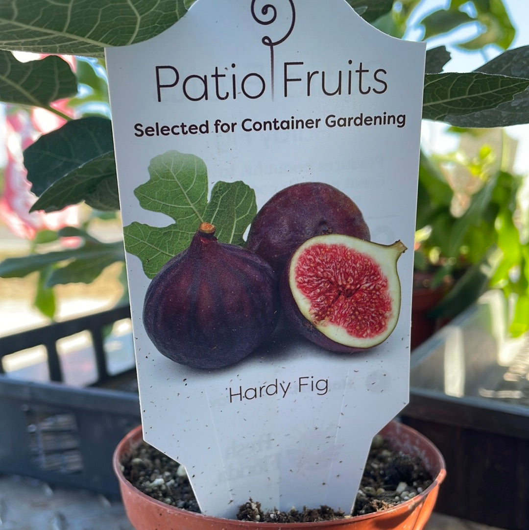 Patio Fruits 1