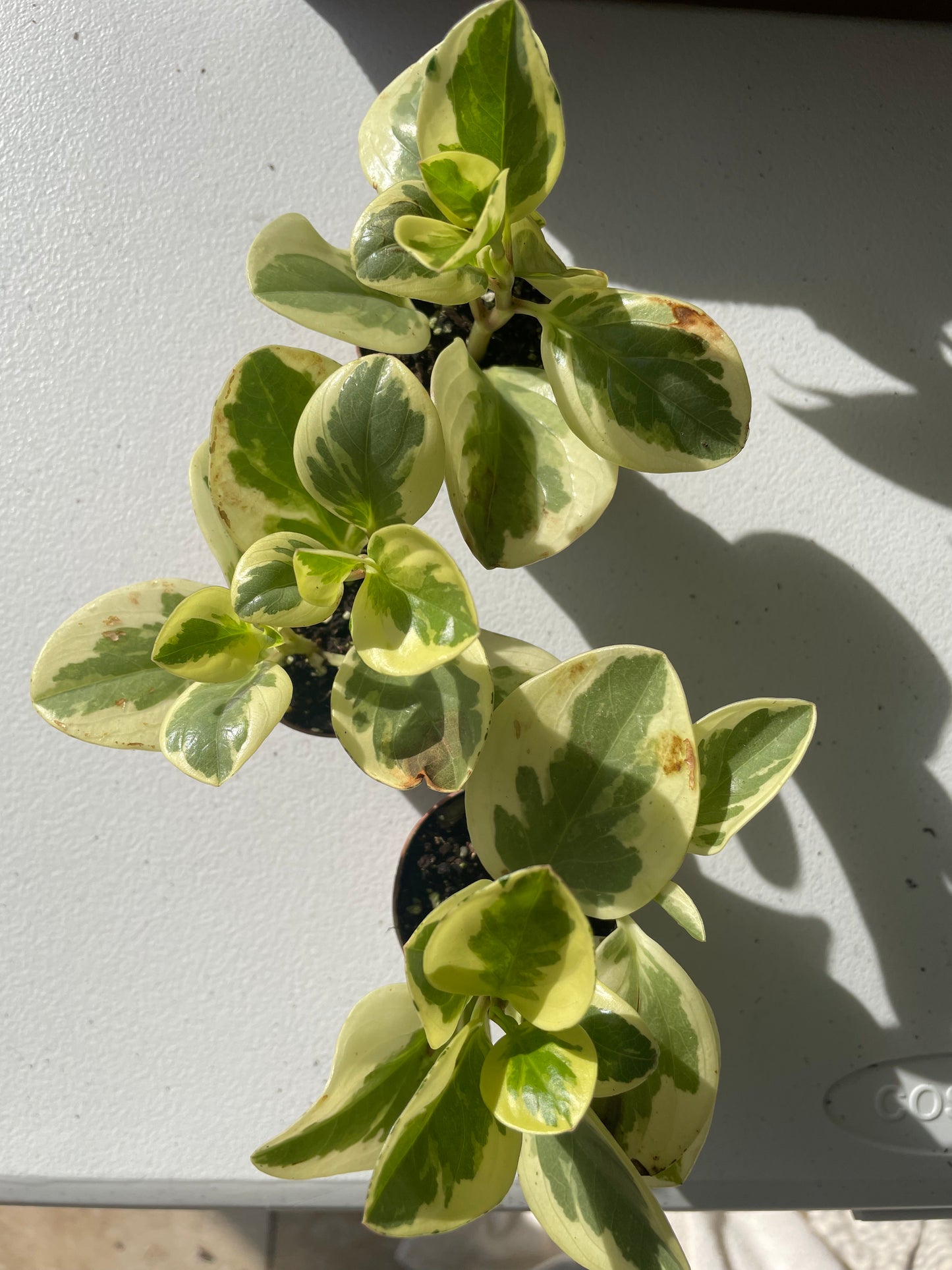 Peperomia Obtusifolia V.