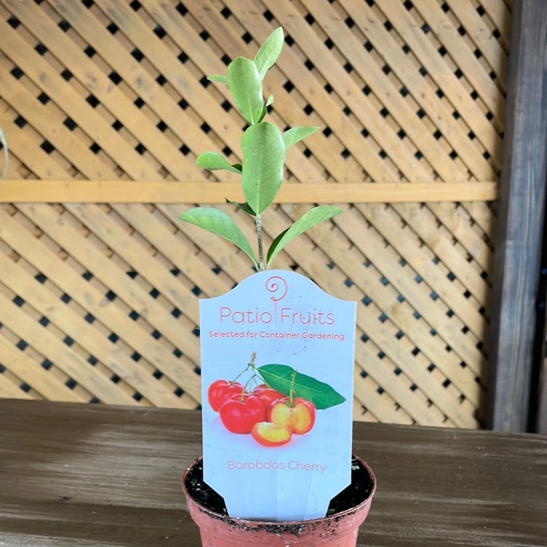 Patio Fruits 1