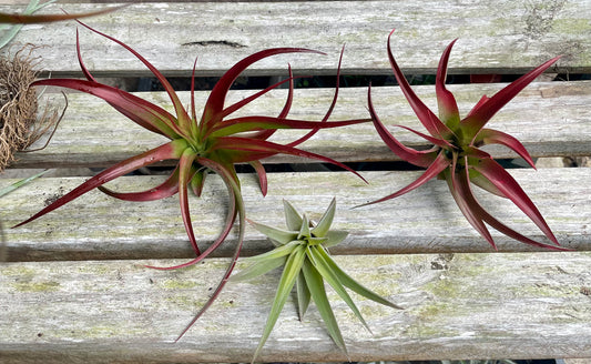 Abdita Tillandsia Air Plant