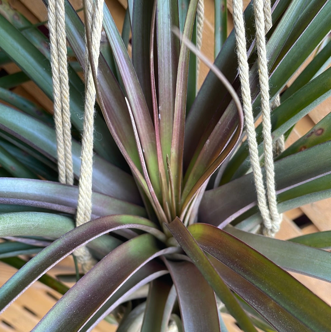 Capitata Maroon