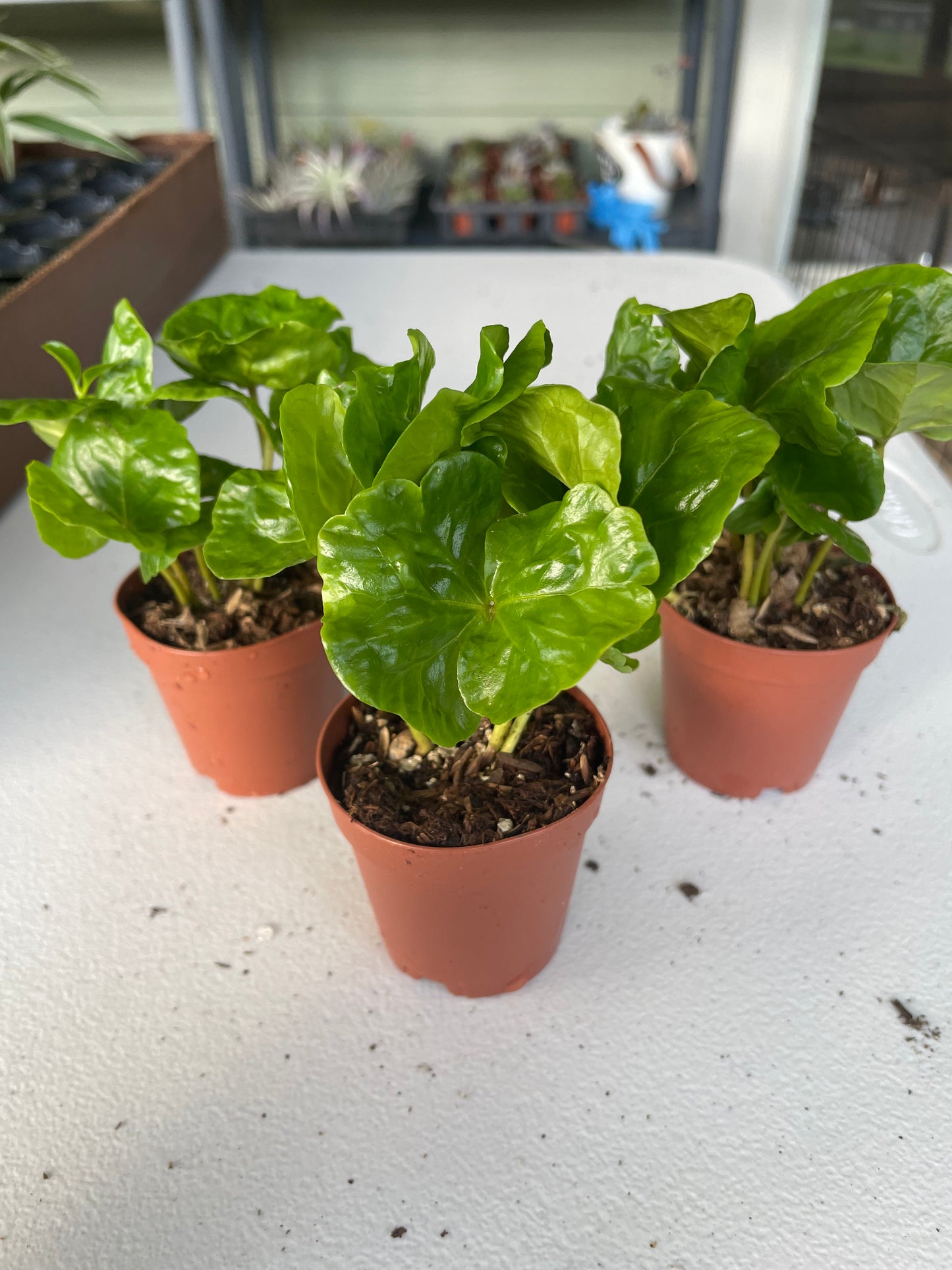 Coffea Arabica