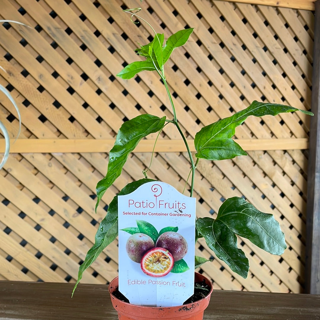 Patio Fruits 1