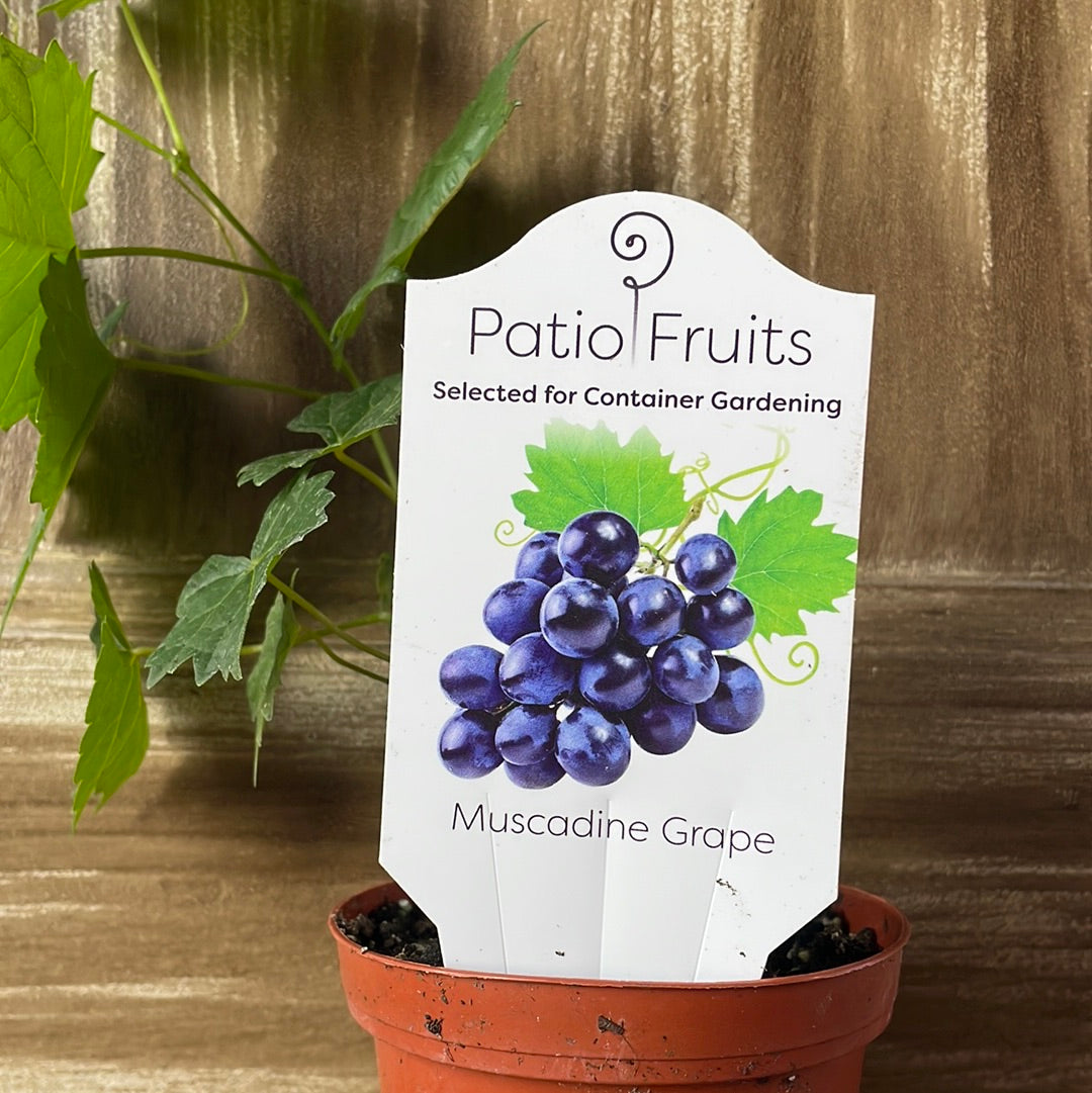 Patio Fruits 1