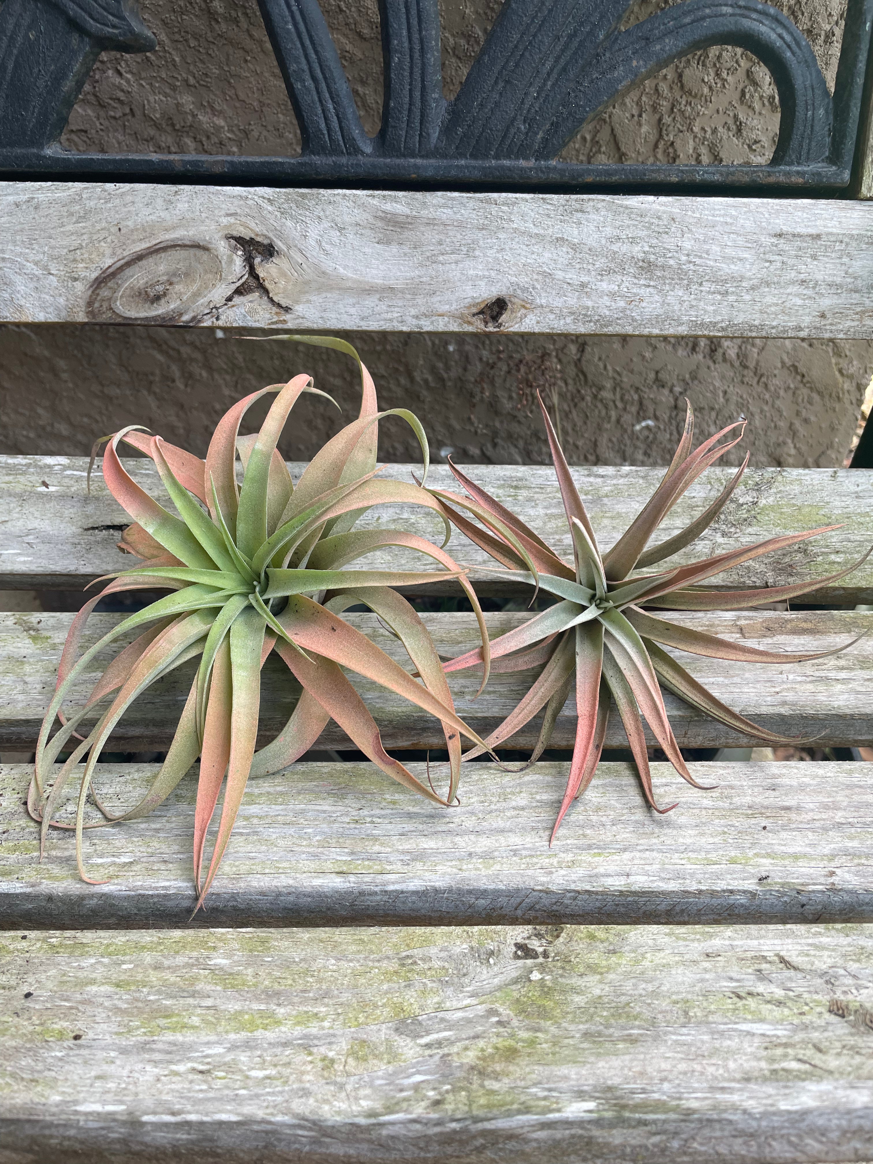 peach air plant Capitata Peach (Easy Care) Medium