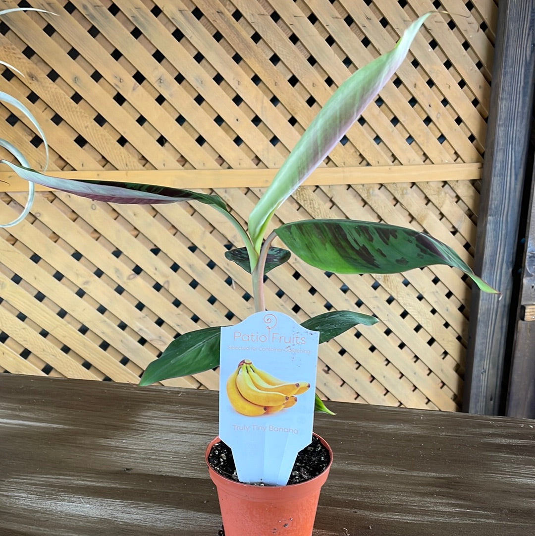 Patio Fruits 1