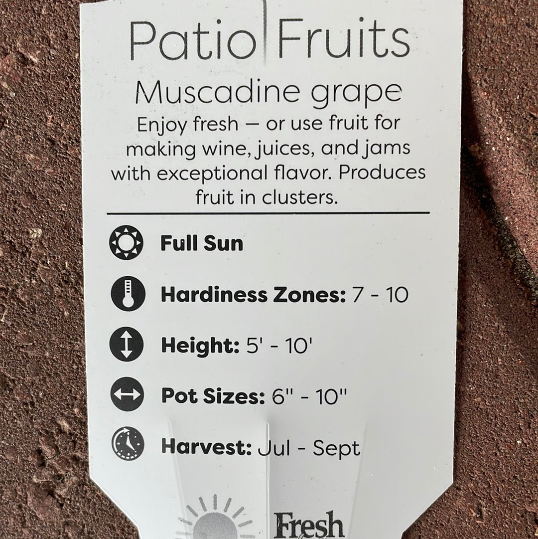 Patio Fruits 1
