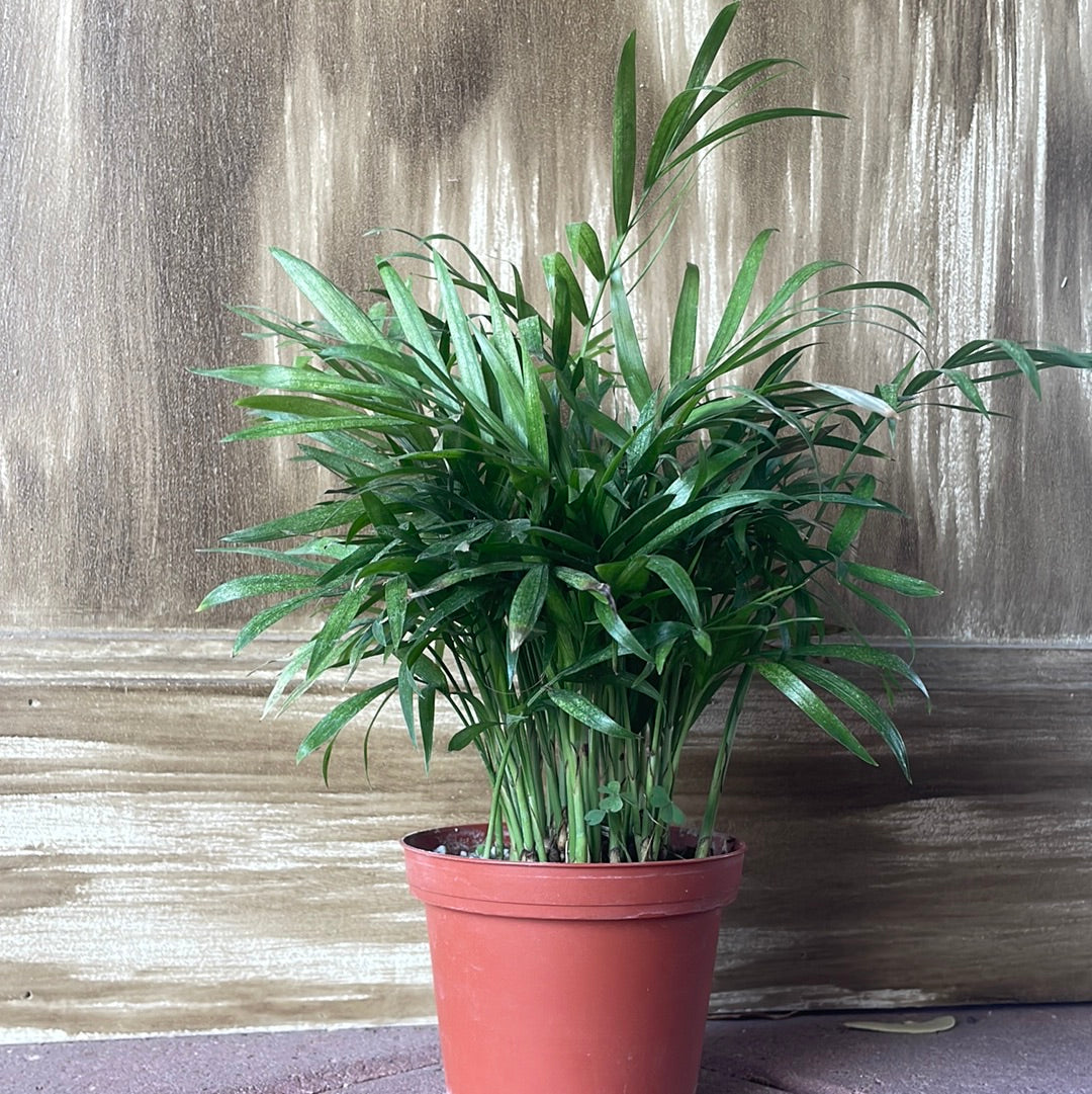 parlor palm flowers Parlour Palm – Lovehopegrow