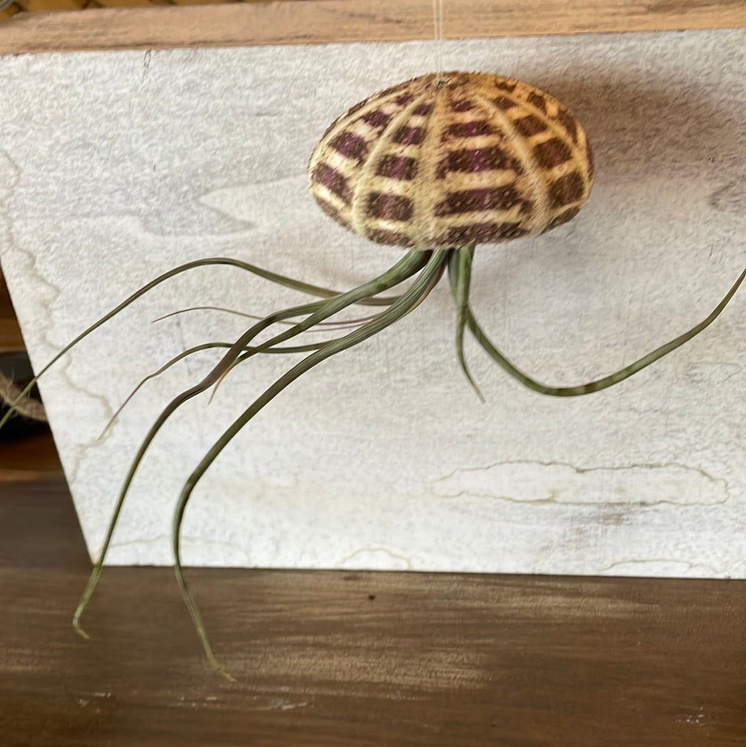Hanging Sea Urchin