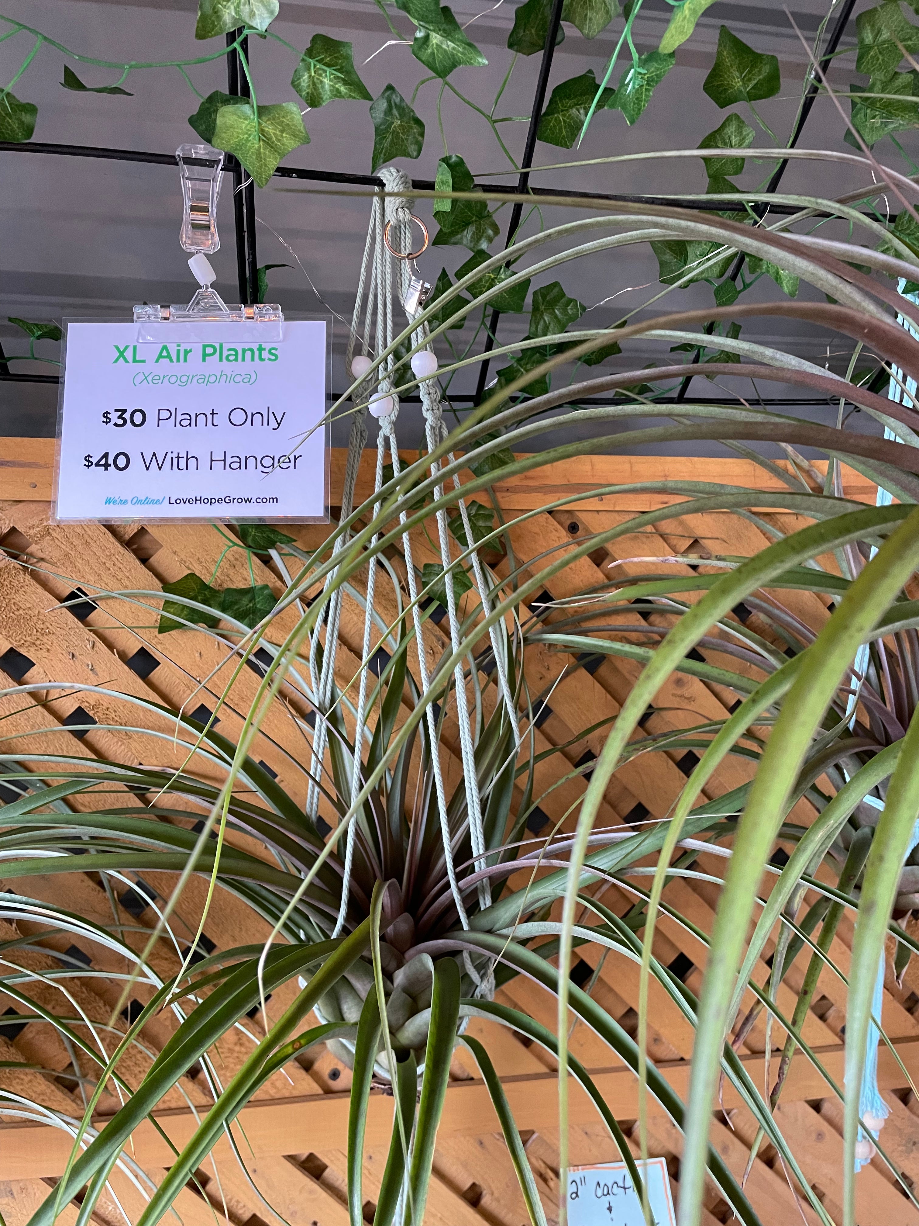 xl air plant Capitata Maroon – Lovehopegrow