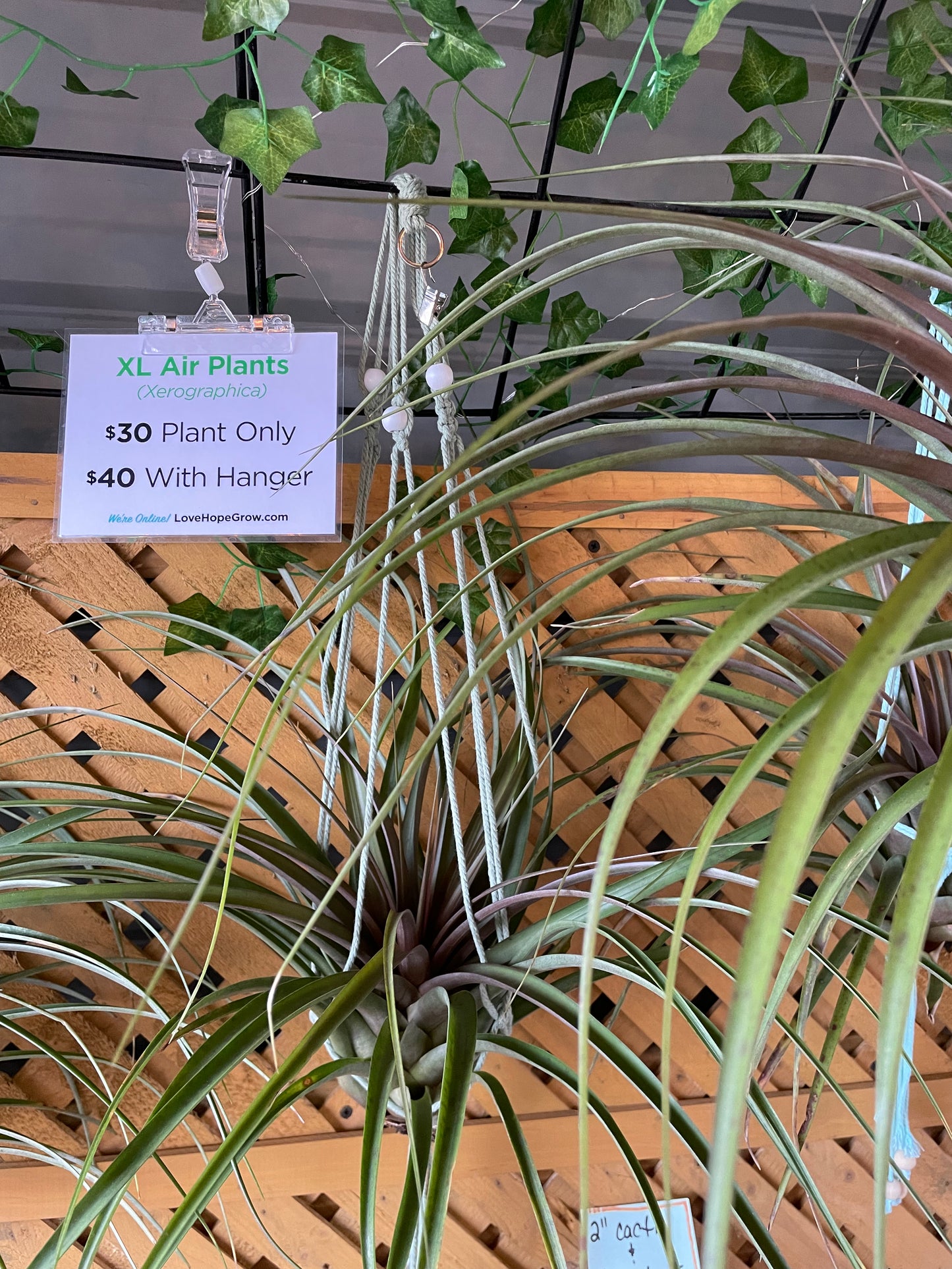 Capitata Maroon