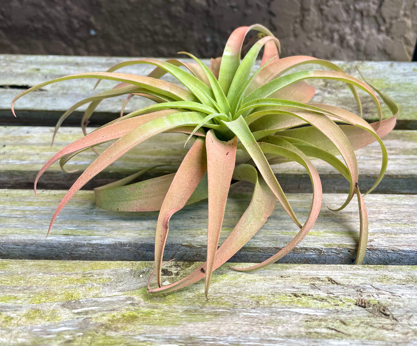 Capitata Peach