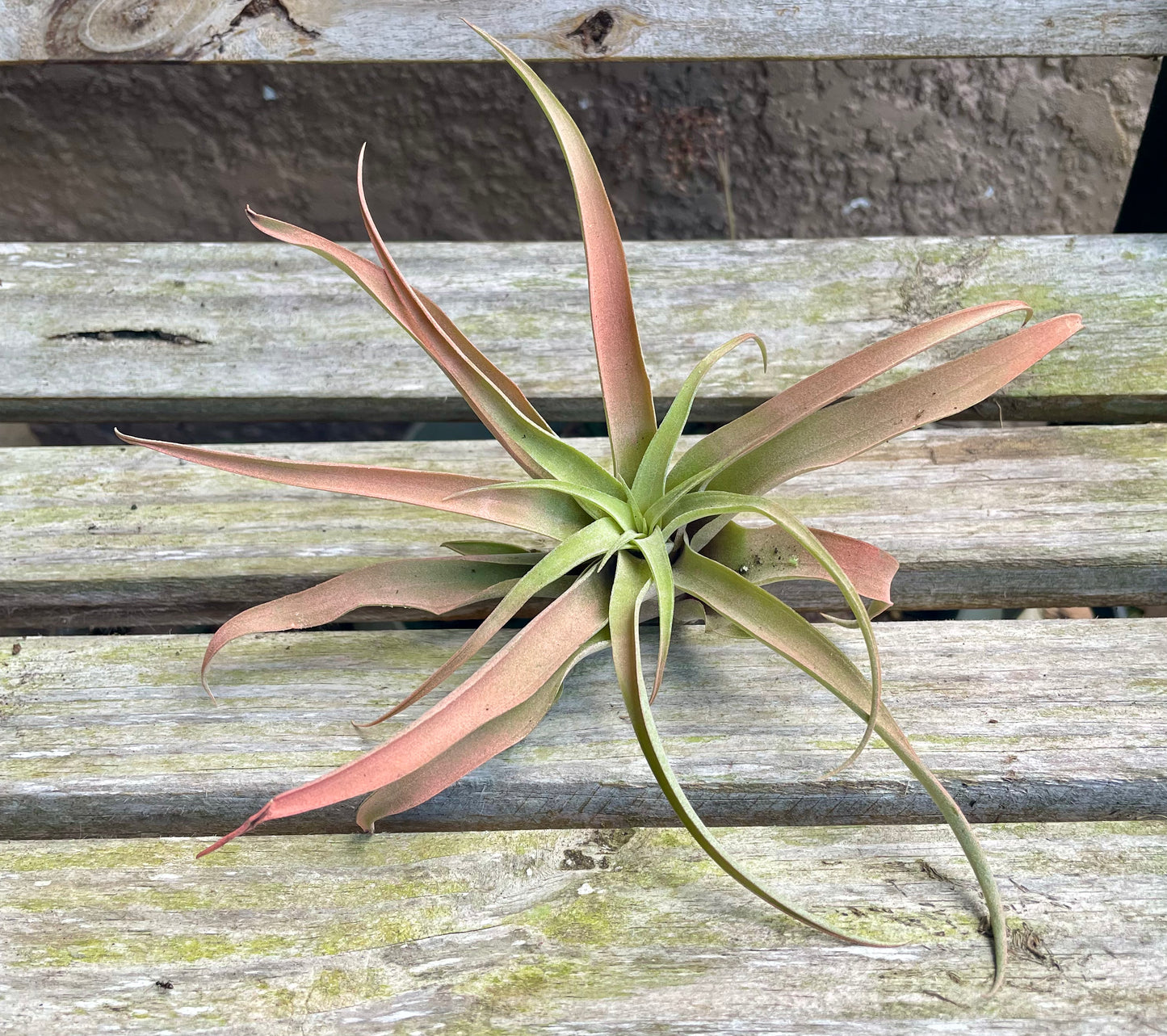 Capitata Peach
