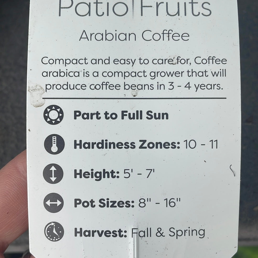 Patio Fruits 1