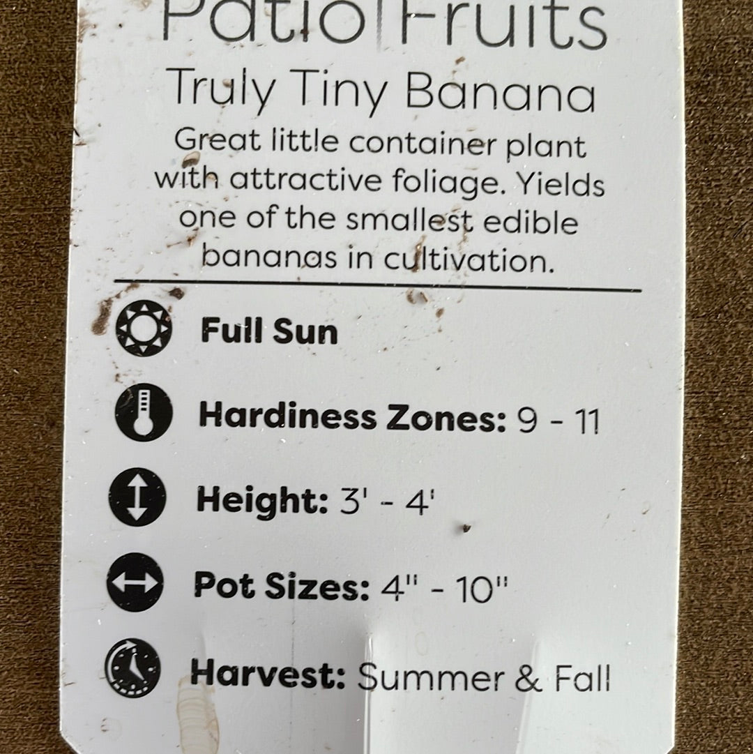 Patio Fruits 1