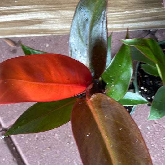 ‘Sun Red’ Philodendron