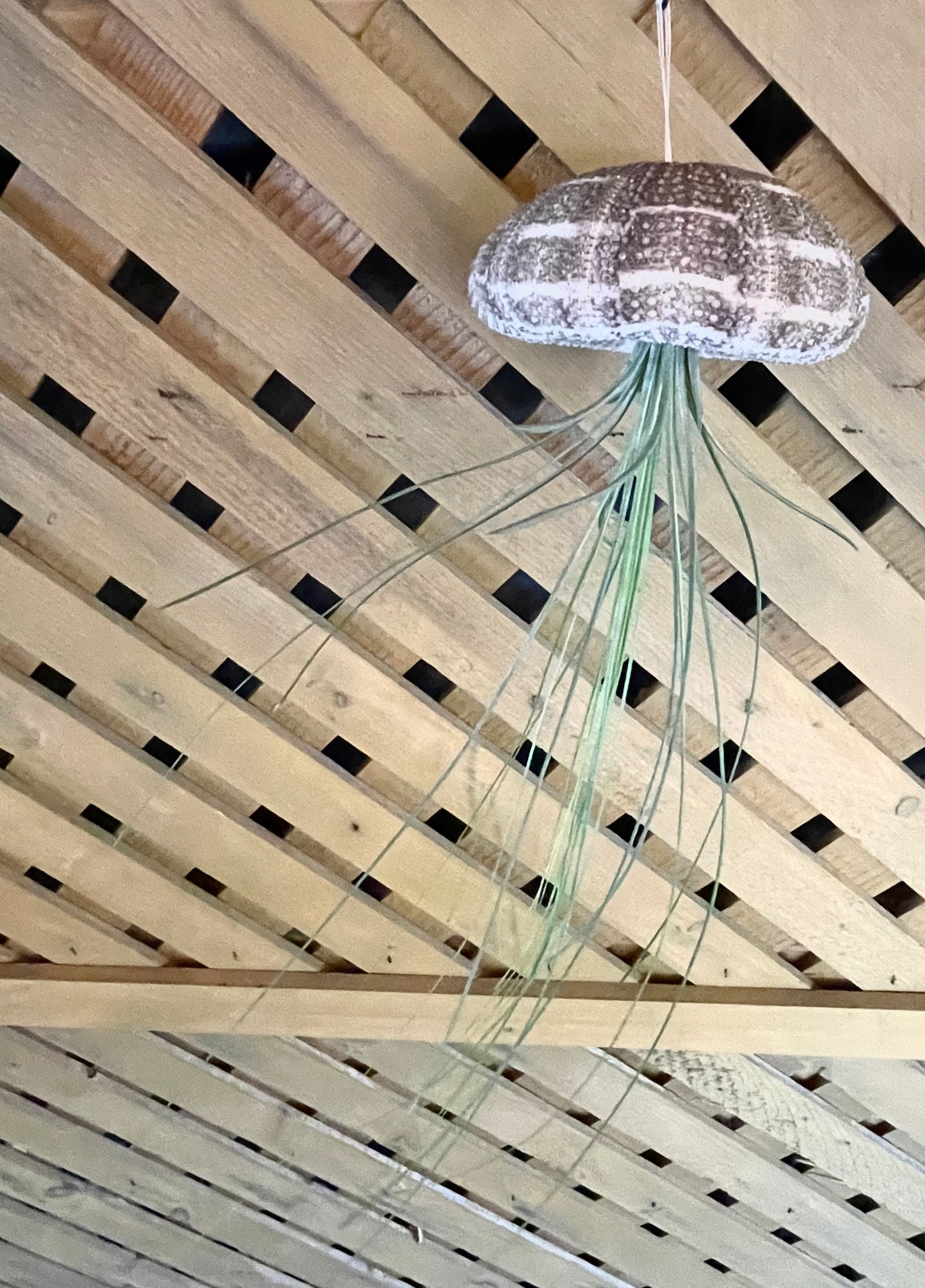 Hanging Sea Urchin